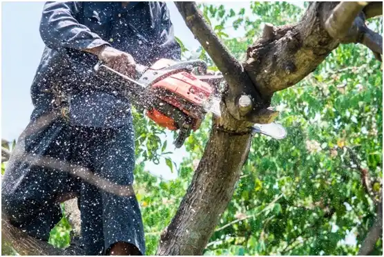 tree services Stanfield